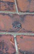 Paw prints in brick